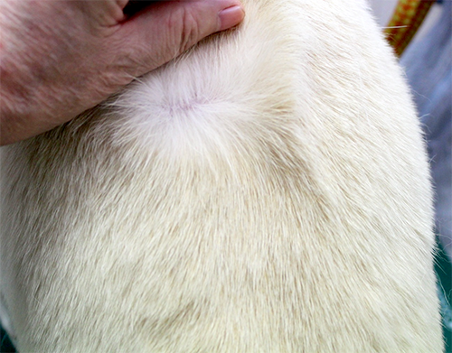 健康な犬の皮膚の写真