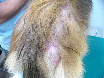 ノミの寄生により背部皮膚の脱毛と発赤がみられたノミアレルギー性皮膚炎の犬の写真