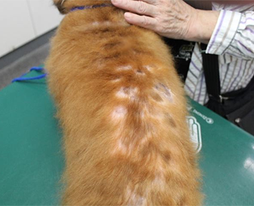 甲状腺機能低下症により背部の脱毛がみられた犬の写真