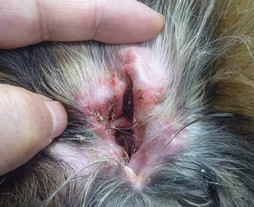 アトピー性外耳炎が原因で、耳に引っかき傷と細菌感染を起こしている犬の耳の写真