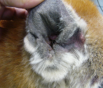 慢性アトピー性外耳炎で耳介部の肥厚と色素沈着が見られた犬の耳の写真