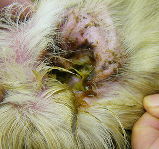 犬の細菌性外耳炎　