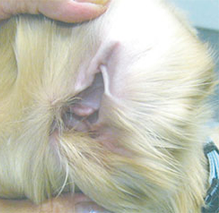 健康な犬の耳の写真