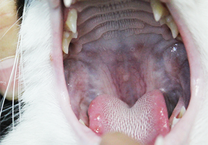 猫カリシウイルス感染症に感染し、口内炎の症状が見られる猫の写真