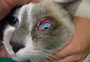 クラミジア感染症により結膜炎の症状がみられる猫の写真