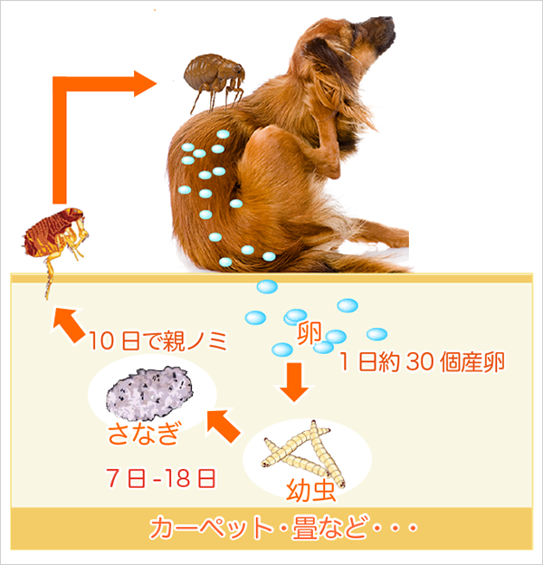 ノミの繁殖のイラスト図