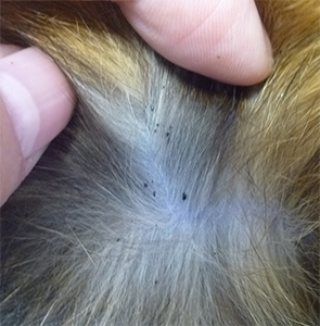 犬のノミの駆除と予防 セントラル動物病院 犬のノミの駆除と予防 セントラル動物病院