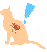 猫のノミの駆除と予防 セントラル動物病院 猫のノミの駆除と予防 セントラル動物病院