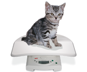 猫体重測定の写真