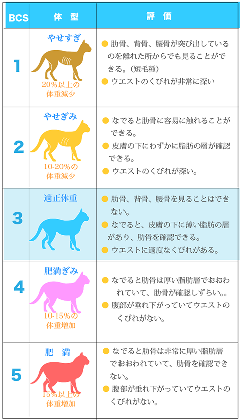 猫の体重測定 セントラル動物病院 猫の体重測定 セントラル動物病院