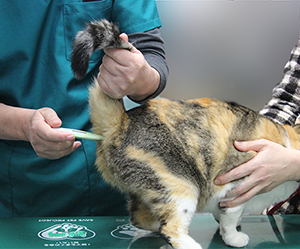 猫の体温測定の写真
