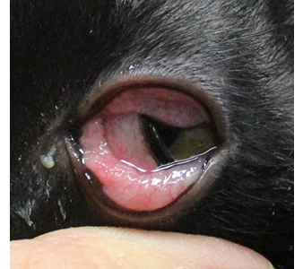クラミジア感染している猫の写真