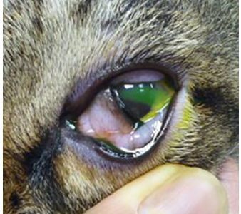 角膜潰瘍の猫の写真
