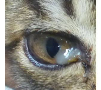 猫目ヤニ」の写真