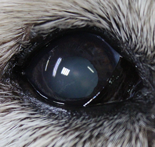 猫の白内障の写真