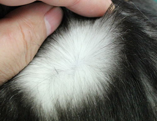 健康な猫の皮膚の写真