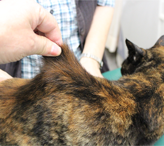 脱水症のために皮膚の弾力性が減少した猫の写真