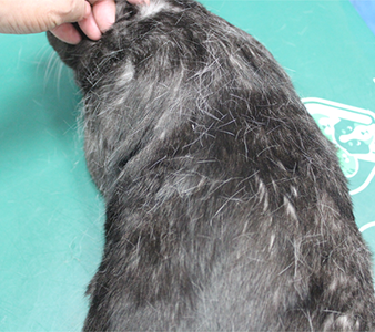 猫の抜け毛