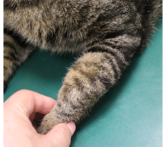喧嘩による傷が原因で皮下に膿みがたまった猫の写真