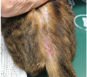 猫のノミアレルギー性皮膚炎