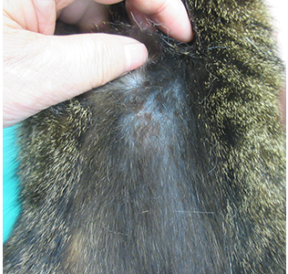 猫の粟粒性皮膚炎の写真