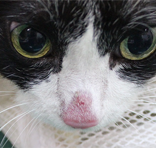 猫の皮膚真菌症の写真