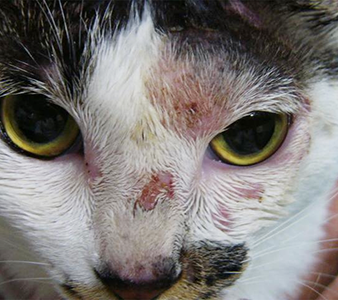 猫の皮膚真菌症の写真