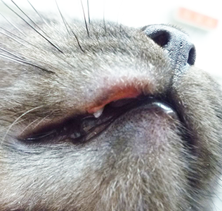 猫の口唇部に発生した好酸球性肉芽腫の写真