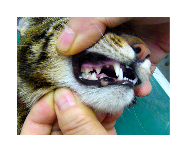 健康な猫の目の写真