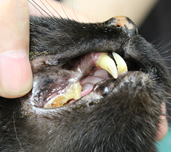 貧血している猫の白っぽい高粘膜の色
