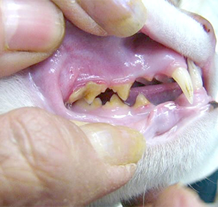 歯石が沈着して茶色に変色している猫の歯の写真