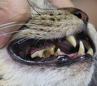 重度に歯石が沈着した猫歯の写真