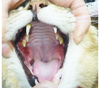 猫エイズ感染症の猫の口内炎の写真