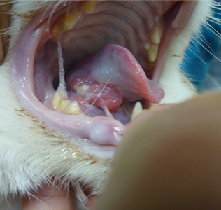 猫の口腔内に発生した腫瘍(扁平上皮癌)の写真