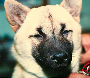 犬ジステンパー感染犬の写真