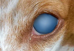 犬伝染性肝炎感染犬の目の写真