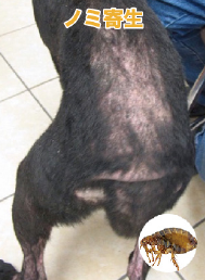 犬のノミアレルギー性皮膚炎の写真