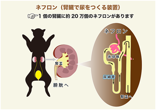 猫の腎臓の解剖イラスト