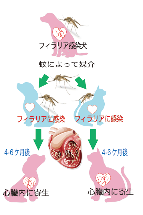 猫のフィラリア感染の仕組みを説明したイラスト