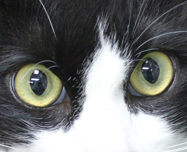 健康な猫の目の写真