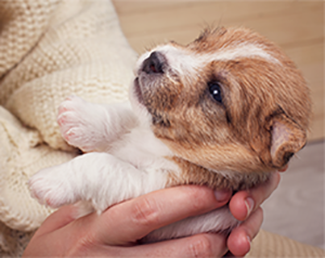 健康チェックをしている子犬の写真
