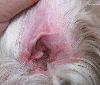 アトピー性皮膚炎により耳介部の皮膚炎をおこしている犬の写真