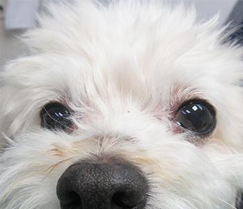 アトピー性皮膚炎による眼瞼周囲の皮膚炎をおこしている犬の写真