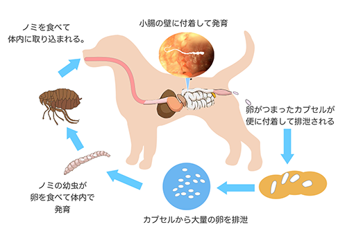 ウリザネ条虫の感染経路のイラスト