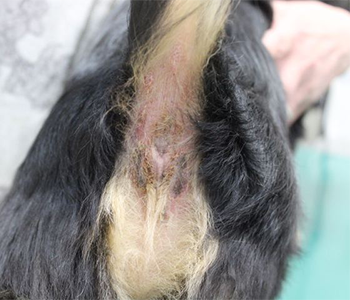アトピー性皮膚炎による犬の肛門周囲の痒みと発赤症状を示している犬の写真