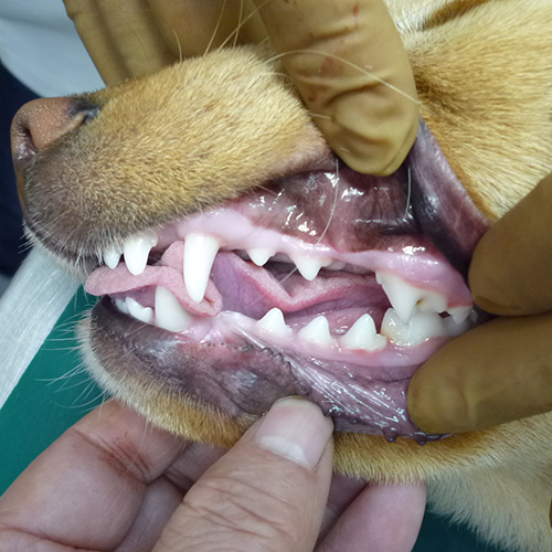 健康な犬の歯と歯ぐきの写真