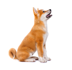 生後6ケ月のしば犬の写真