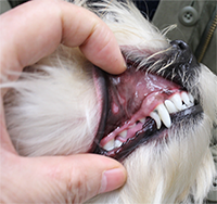 乳歯遺残により乳歯と永久歯がならんで生えている犬の犬歯