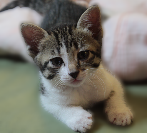 生後3ケ月の子猫の写真