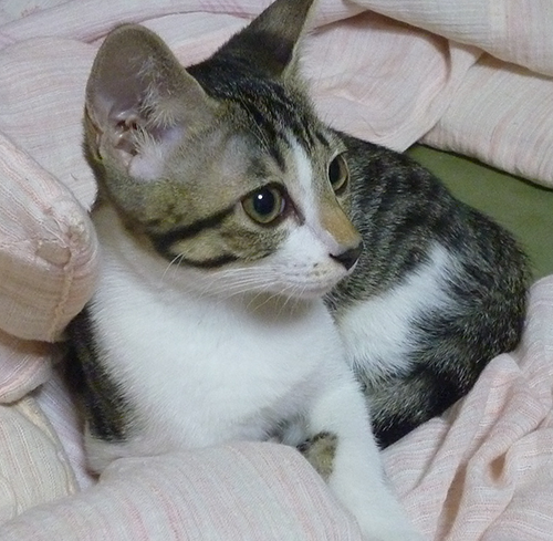 生後6ケ月の子猫の写真
